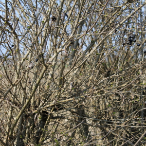 Ligustrum vulgare - ligustro, forestale autoctona