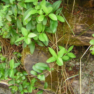 Ligustrum vulgare - ligustro, forestale autoctona