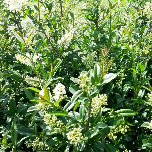 PCO ligustrum vulgare 06