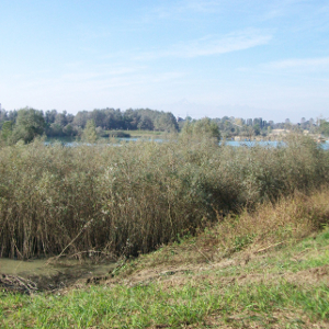 Salix alba - salice bianco, forestale autoctona