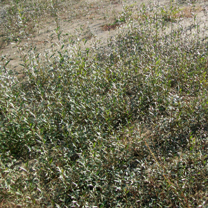 Salix alba - salice bianco, forestale autoctona