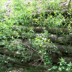 Salix alba - salice bianco, forestale autoctona
