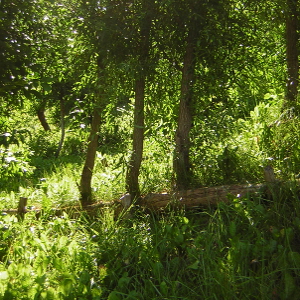 Salix alba - salice bianco, forestale autoctona
