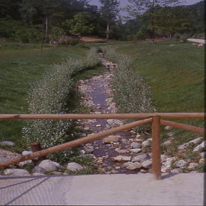 Salix alba - salice bianco, forestale autoctona