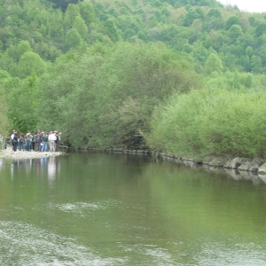 Salix eleagnos - salice ripaiolo, forestale autoctona