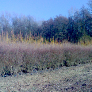 salix purpurea nana pianta arbustiva autoctona