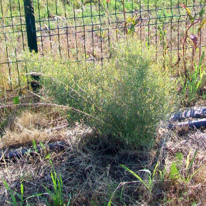 salix purpurea nana pianta arbustiva autoctona