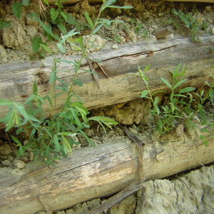 Salix purpurea - salice rosso, forestale autoctona