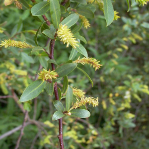 Salix triandra - salice da ceste, forestale autoctona