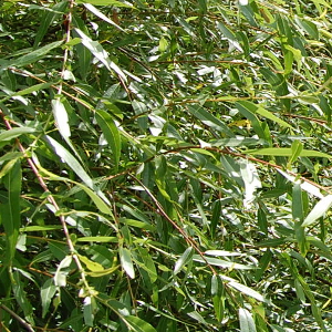 Salix triandra - salice da ceste, forestale autoctona
