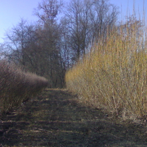 Salix viminalis - salice da vimini, forestale autoctona