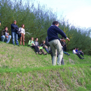 Salix viminalis - salice da vimini, forestale autoctona