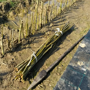 Salix viminalis - salice da vimini, forestale autoctona