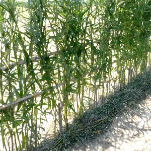 Salix viminalis - salice da vimini, forestale autoctona