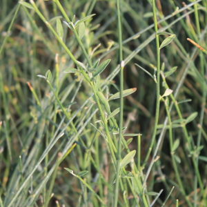 Spartium junceum - ginestra di spagna - ginestra odorosa, forestale autoctona