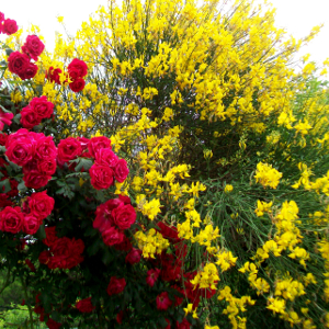 Spartium junceum - ginestra di spagna - ginestra odorosa, forestale autoctona