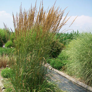 Calamagrostis acutiflora karl foerster, graminacea ornamentale