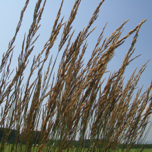 Calamagrostis acutiflora karl foerster, graminacea ornamentale