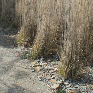 Calamagrostis acutiflora karl foerster, graminacea ornamentale