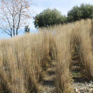 Calamagrostis acutiflora karl foerster, graminacea ornamentale
