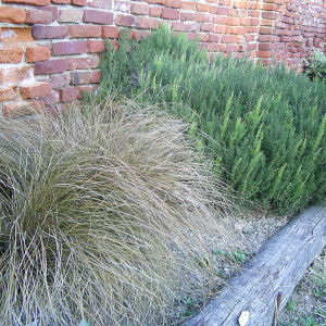 graminacea Carex comans bronz form