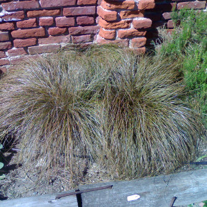 graminacea Carex comans bronz form