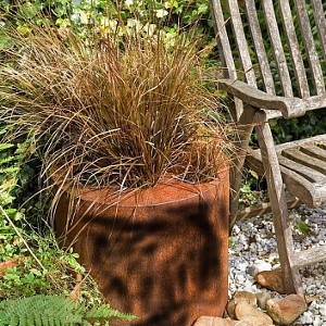 graminacea Carex comans bronz form