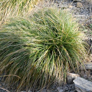 Carex divulsa graminacea sempreverde cespitosa