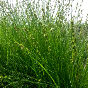 Carex divulsa graminacea sempreverde cespitosa