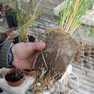 Carex divulsa graminacea sempreverde cespitosa