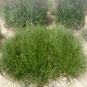 Carex divulsa graminacea sempreverde cespitosa