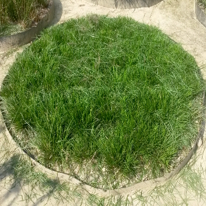 Carex divulsa graminacea sempreverde cespitosa