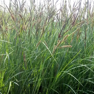  Carex flacca graminacea sempreverde cespitosa