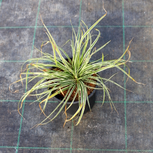 PGRV carex oshimensis everest f1 white t15