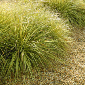 Carex oshimensis evergold - graminacea
