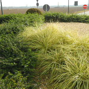 Carex oshimensis evergold - graminacea