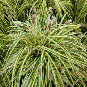 Carex oshimensis evergold - graminacea