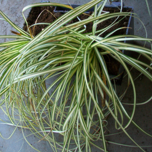 Carex oshimensis evergold - graminacea