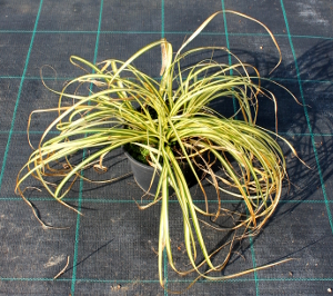 PGRV carex oshimensis evergold t15