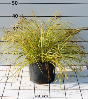 PGRV carex oshimensis evergold t20