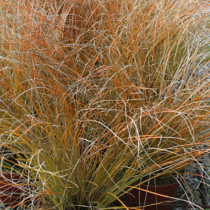Carex testacea graminacea sempreverde ornamentale