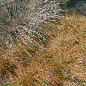 Carex testacea graminacea sempreverde ornamentale