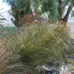 Carex testacea graminacea sempreverde ornamentale