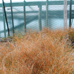 Carex testacea graminacea sempreverde ornamentale