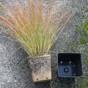 Carex testacea graminacea sempreverde ornamentale