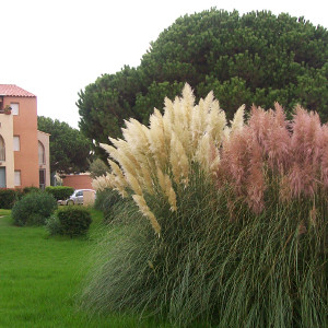 PGR cortaderia selloana 01