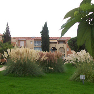 PGR cortaderia selloana 02