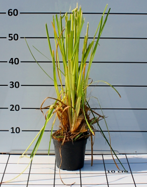 PGRV cortaderia selloana white feather t15