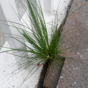 cortaderia selloana 05