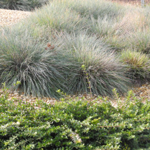 Festuca glauca elijah blue - graminacea sempreverde